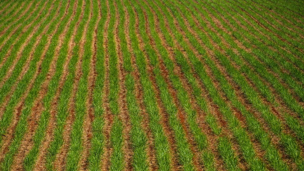 ASR Group Invests in Non-GMO Sugar Supply Chain