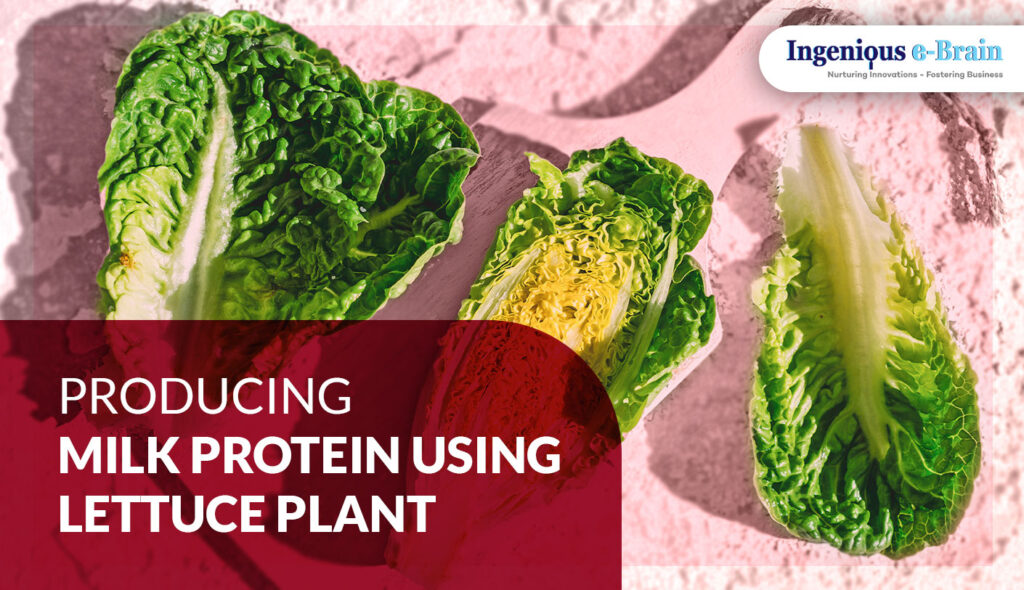 Producing Milk Protein using Lettuce Plant