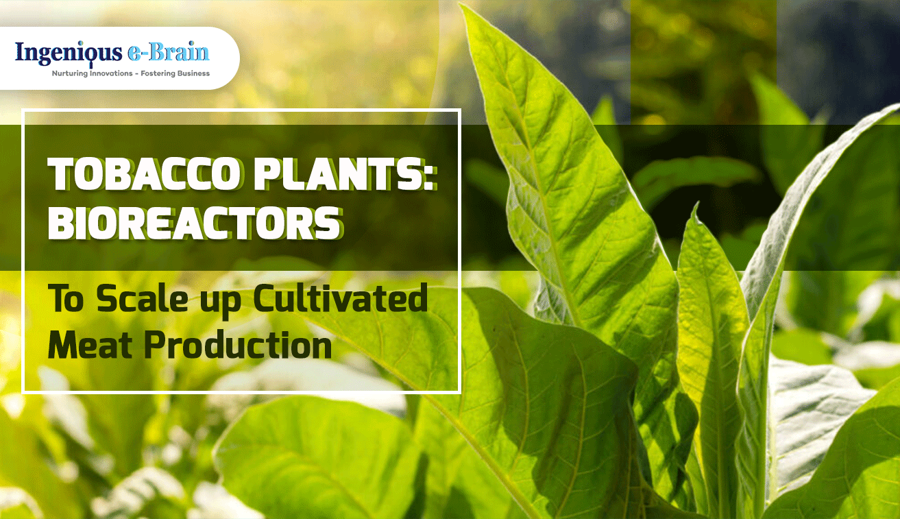 Tobacco Plants to Scale up Cultivated Meat Production