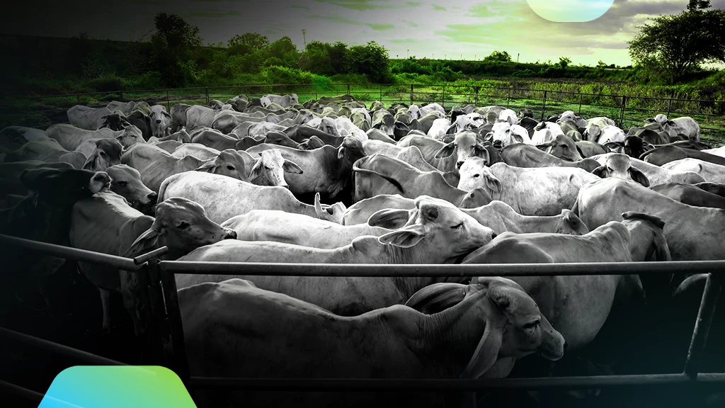 Is Lowering Carbon Emissions a Challenge for the Livestock Industry?