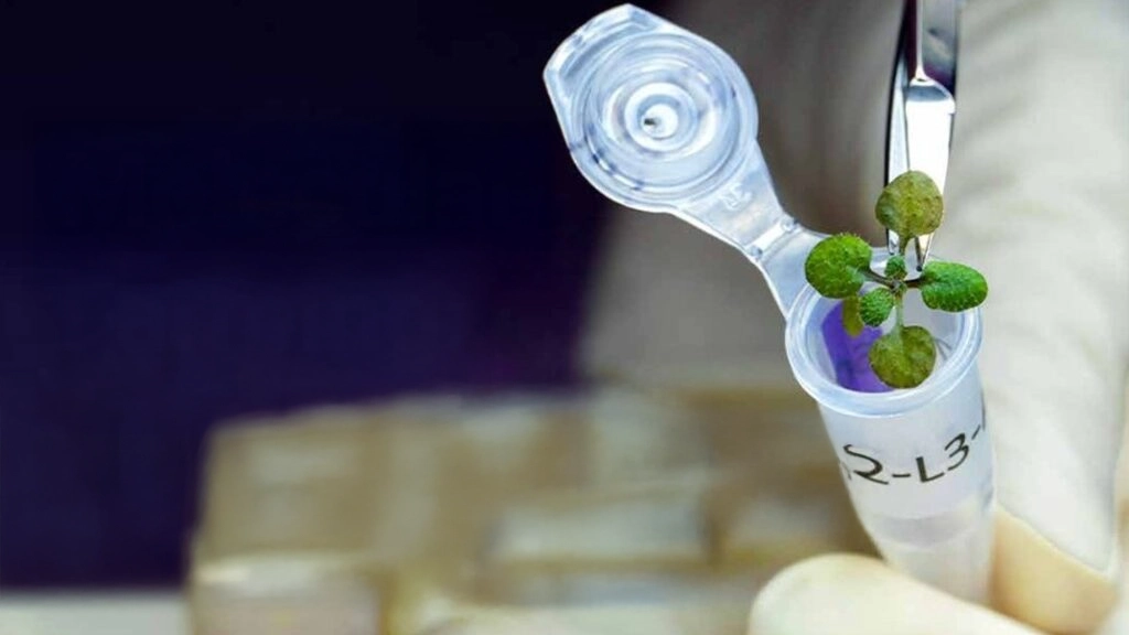 Molecular Farming: Revolutionizing Sustainable Food Production