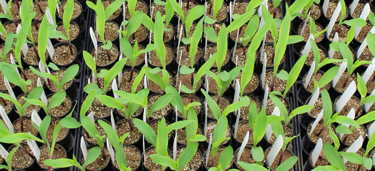 Mosaic, BioConsortia collaborate on new nitrogen-fixing products