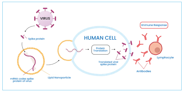 Vaccine: Mechanism of Action